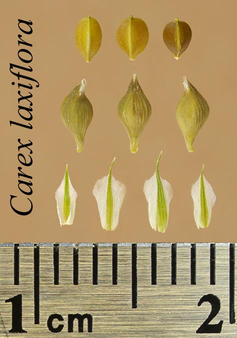 Achenes, perigynia and scales of Carex laxiflora
