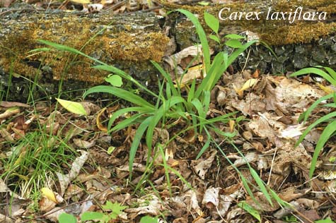 Habit of Carex laxiflora