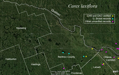 An occurrence map of Carex laxiflora in Renfrew County