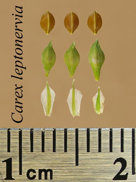 Achenes, perigynia and scales of Carex leptonervia