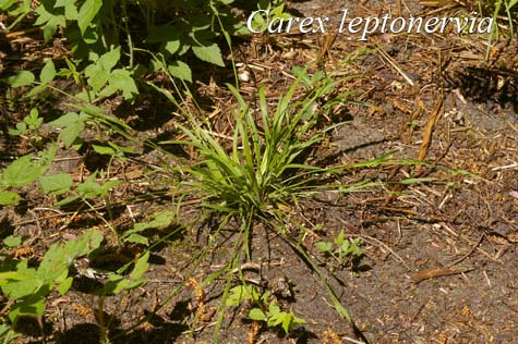 Habit of Carex leptonervia