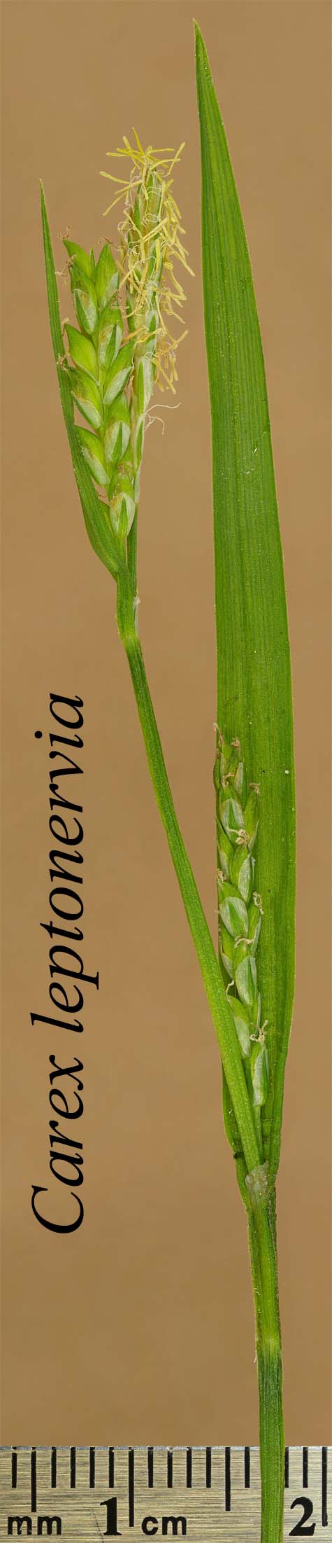 Inflorescences of Carex leptonervia