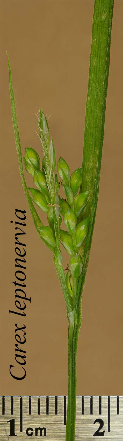 Inflorescences of Carex leptonervia