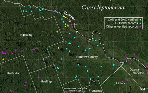 An occurrence map of Carex leptonervia in Renfrew County
