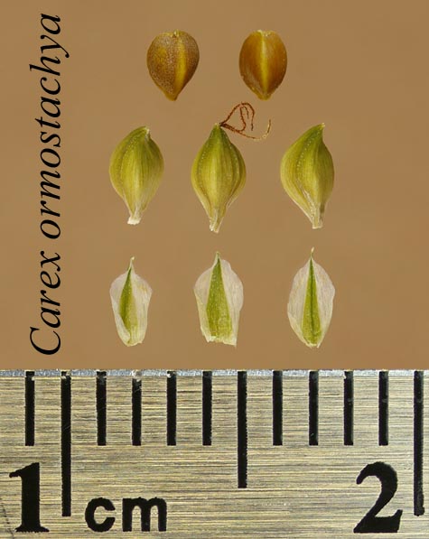 Achenes, perigynia and scales of Carex ormostachya