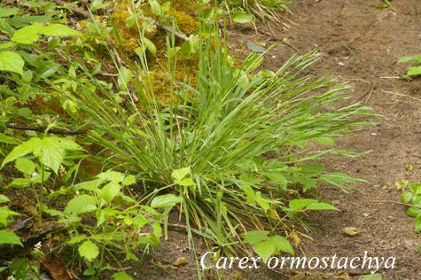 Habit of Carex ormostachya