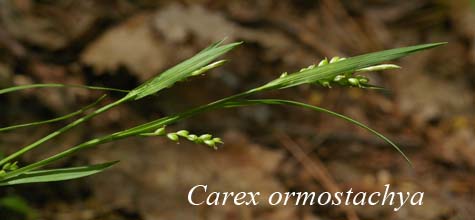 Inflorescences of Carex ormostachya
