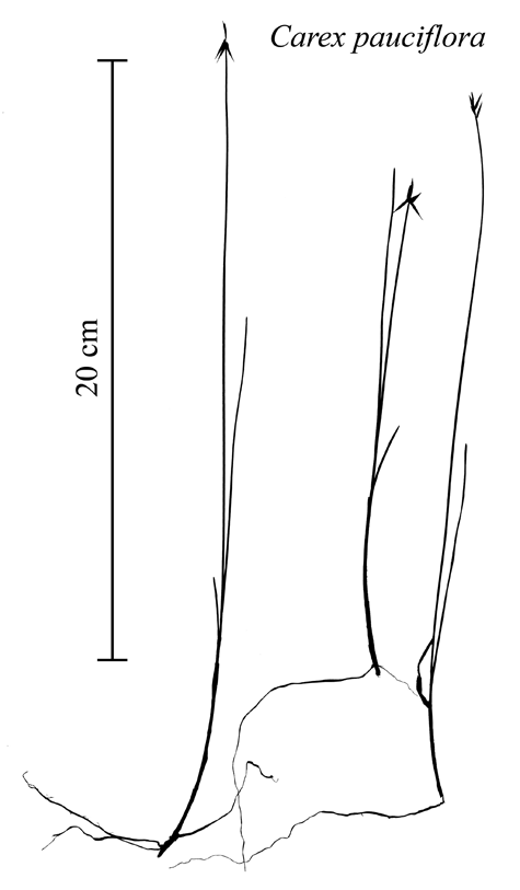 Habit of Carex pauciflora