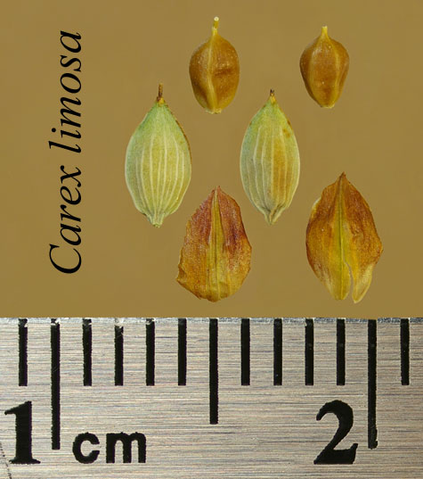 Achenes, perigynia and scales of Carex limosa