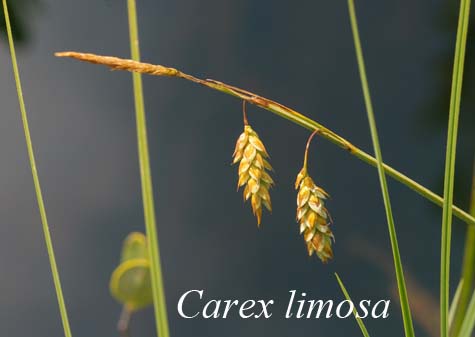 Inflorescence of Carex limosa