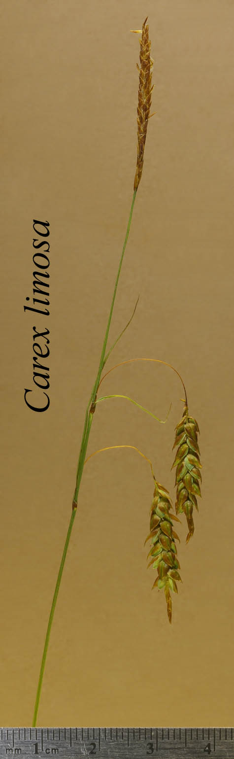 Inflorescence of Carex limosa