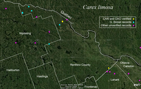 An occurrence map of Carex limosa in Renfrew County