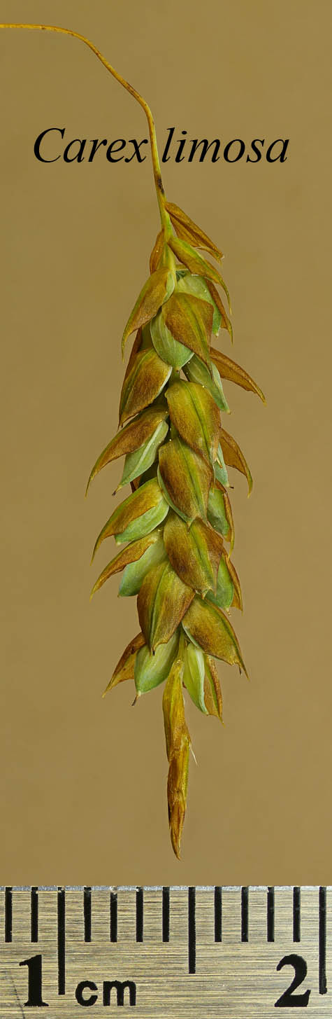 Spikelet of Carex limosa