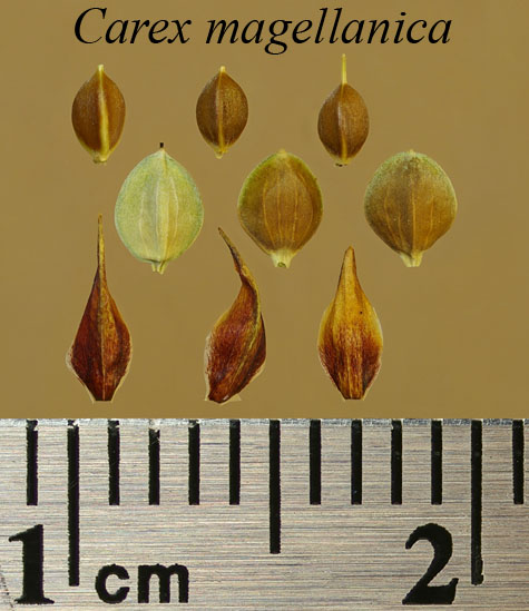Achenes, perigynia and scales of Carex magellanica