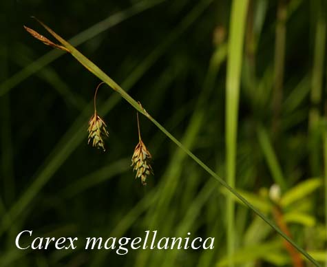 Inflorescence of Carex magellanica