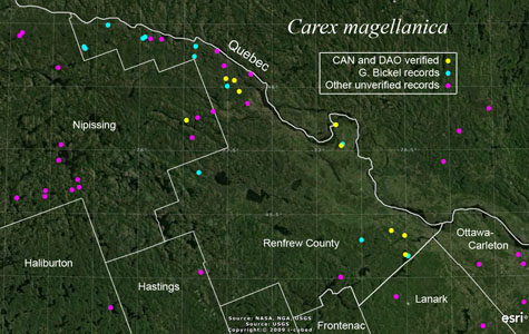 An occurrence map of Carex magellanica in Renfrew County