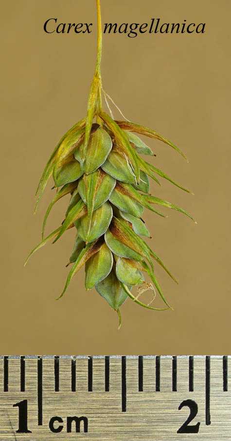 Spikelet of Carex magellanica