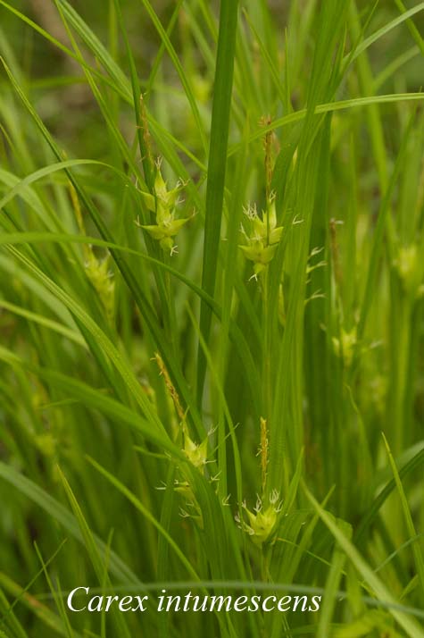 Habit of Carex intumescens