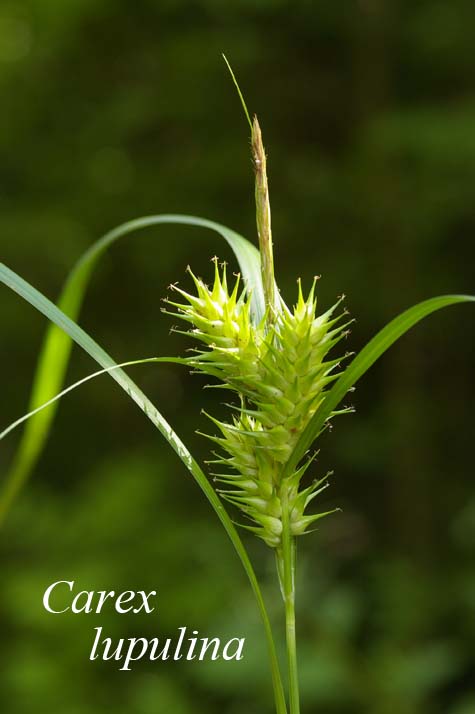 Inflorescence of Carex lupulina