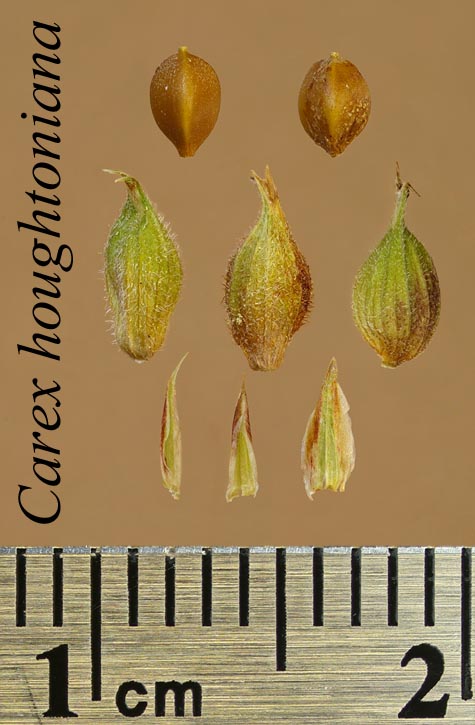 Achenes, perigynia and scales of Carex houghtoniana