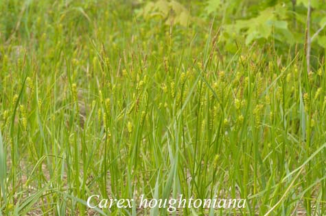 Habit of Carex houghtoniana