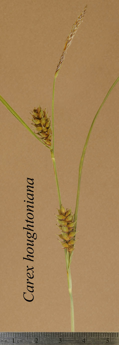 Inflorescence of Carex houghtoniana