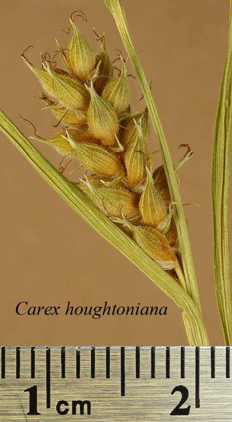 Lateral spike of Carex houghtoniana