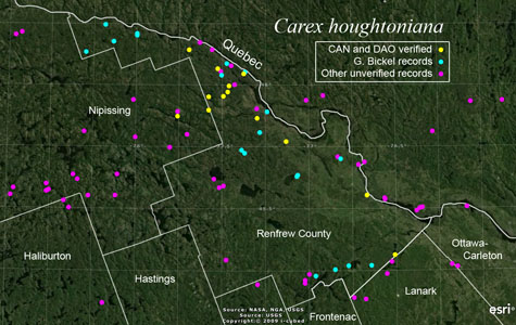 An occurrence map of Carex houghtoniana in Renfrew County