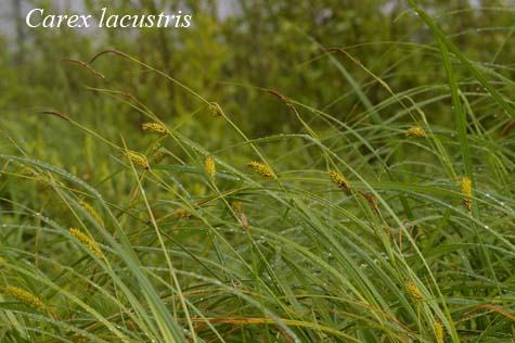 Habit of Carex lacustris