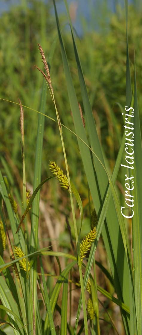 Inflorescence of Carex lacustris