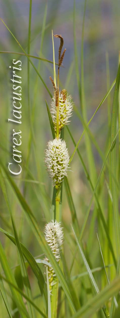 Flowering inflorescence of Carex lacustris