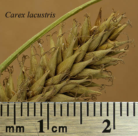 Lateral spike of Carex lacustris