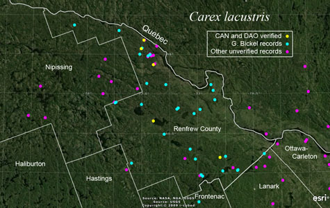 An occurrence map of Carex lacustris in Renfrew County