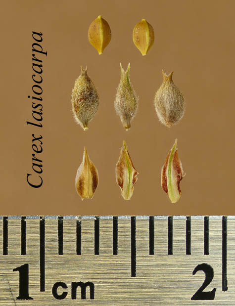 Achenes, perigynia and scales of Carex lasiocarpa