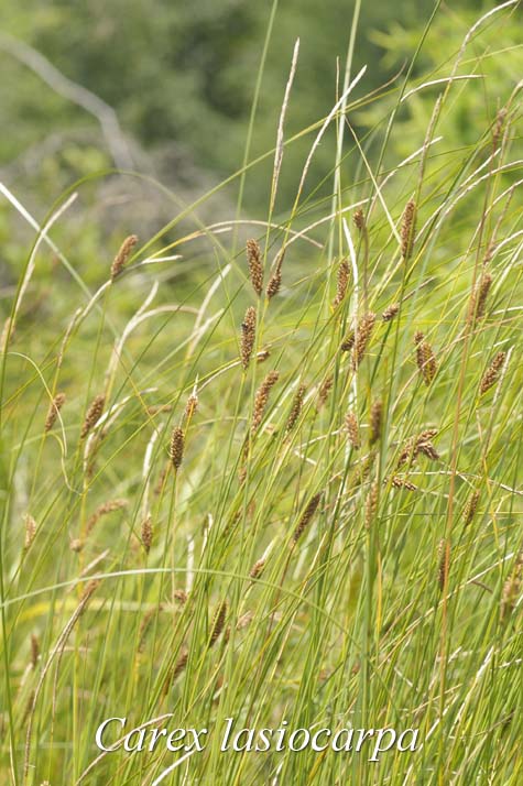 Habit of Carex lasiocarpa