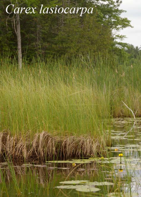 Habit of Carex lasiocarpa