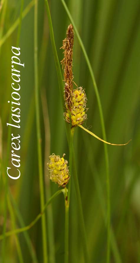 Inflorescence of Carex lasiocarpa