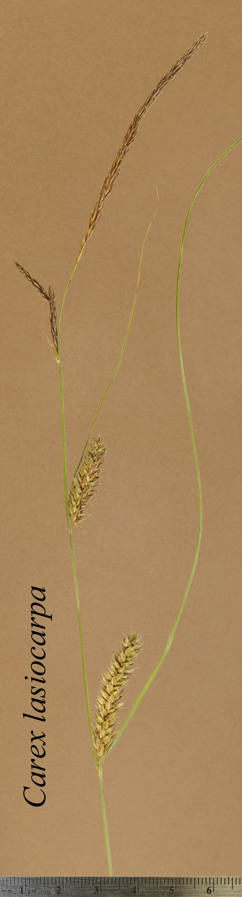 Inflorescence of Carex lasiocarpa