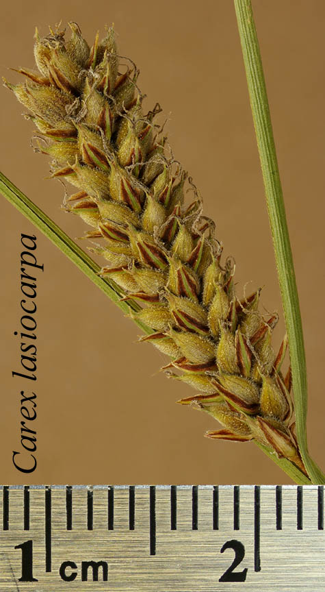 Lateral spike of Carex lasiocarpa