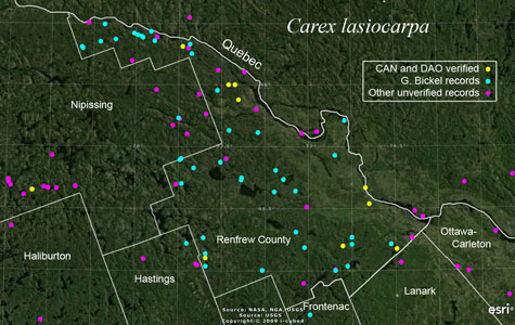An occurrence map of Carex lasiocarpa in Renfrew County