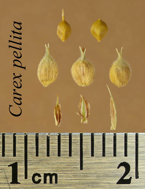 Achenes, perigynia and scales of Carex pellita