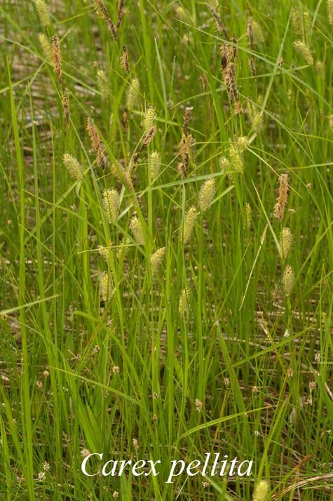 Habit of Carex pellita