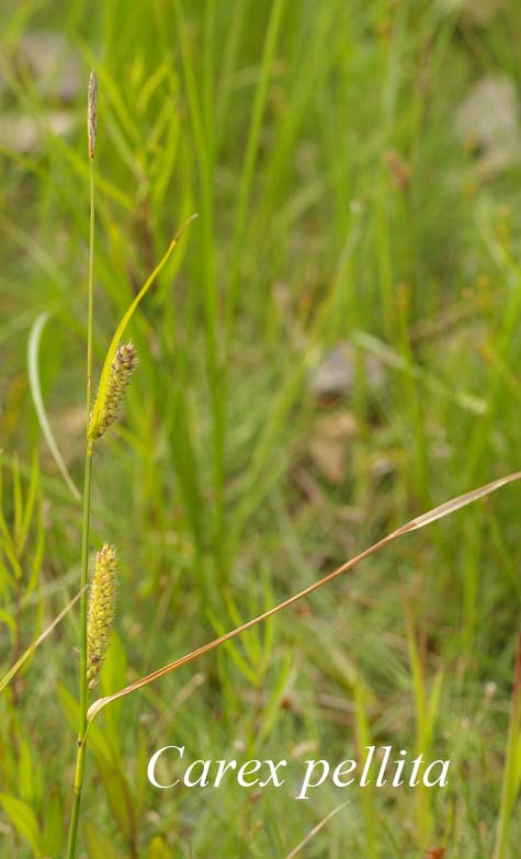 Inflorescence of Carex pellita