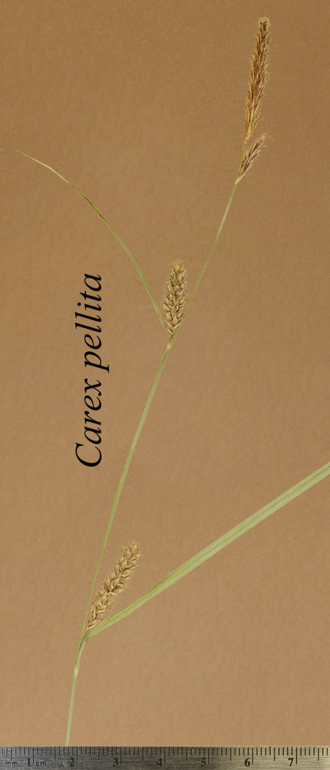Inflorescence of Carex pellita