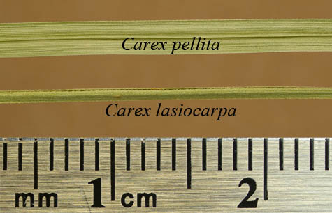 Comparison of Carex lasiocarpa and Carex pellita bracts