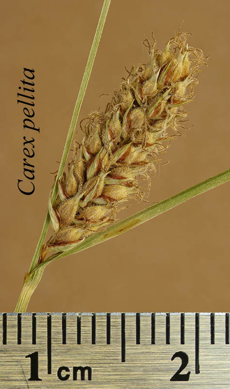 Lateral spike of Carex pellita