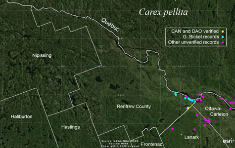 An occurrence map of Carex pellita in Renfrew County