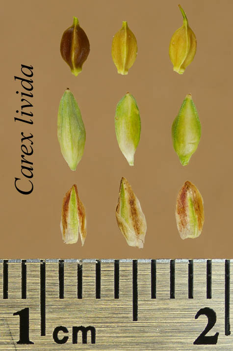 Achenes, perigynia and scales of Carex livida