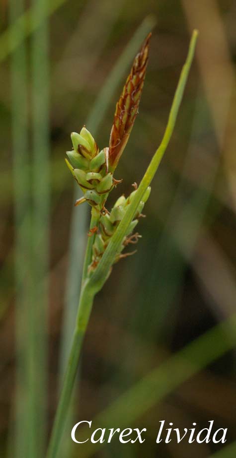 Inflorescence of Carex livida
