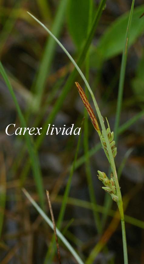 Inflorescence of Carex livida